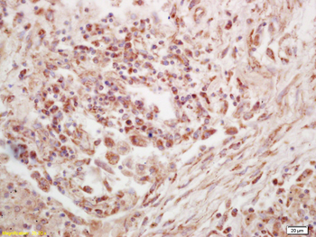 Phospho-RPS6KA1 (Thr573) Rabbit Polyclonal Antibody