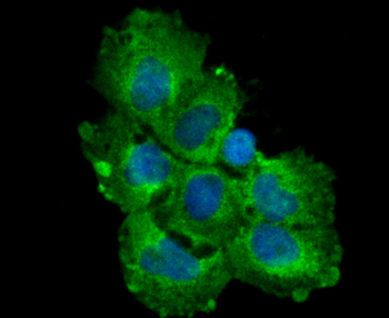 TGF alpha Recombinant Rabbit Monoclonal Antibody