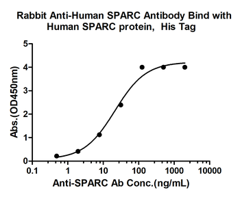 SPARC Rabbit Polyclonal Antibody