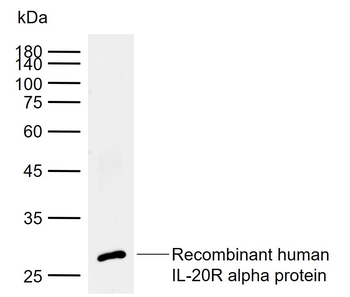 IL-20R alpha Rabbit Polyclonal Antibody