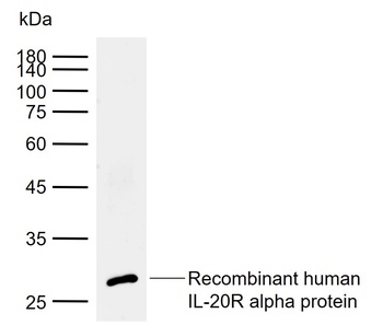 IL-20R alpha antibody