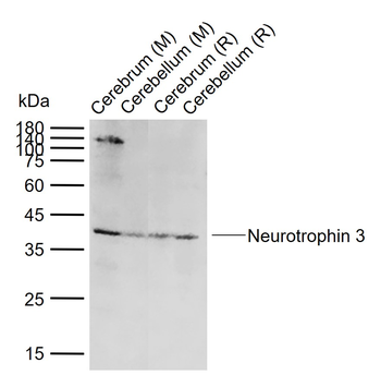 Neurotrophin 3 Rabbit Polyclonal Antibody