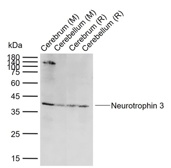 Neurotrophin 3 antibody