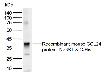 CCL24 Rabbit Polyclonal Antibody