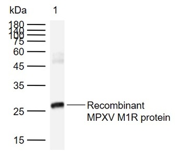 MPXV M1R antibody