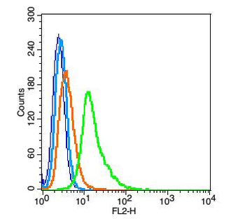 BRN3B Rabbit Polyclonal Antibody