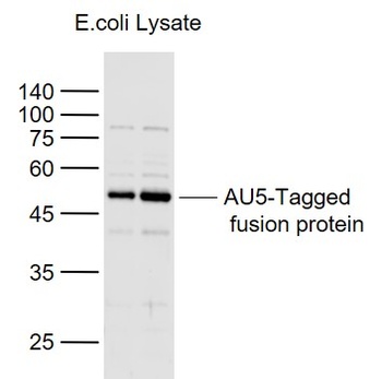 AU5 tag antibody