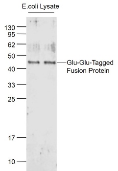 Glu-Glu Tag antibody