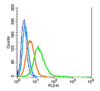 Dopamine D5 receptor Rabbit Polyclonal Antibody