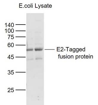 E2 tag antibody