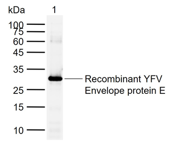 Yellow fever virus envelope glycoprotein E Rabbit Polyclonal Antibody