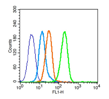 Phospho-Estrogen Receptor alpha (Ser167) Rabbit Polyclonal Antibody