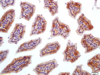FGFBP1 Rabbit Polyclonal Antibody
