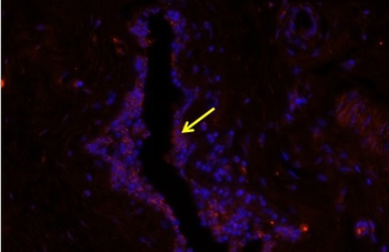 CXCL13 Rabbit Polyclonal Antibody