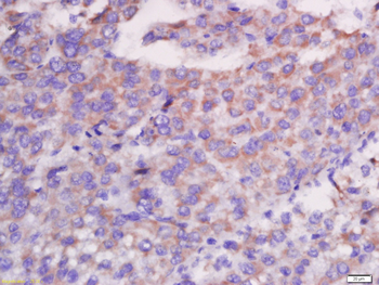 CXCL13 Rabbit Polyclonal Antibody