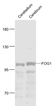 FOG1 Rabbit Polyclonal Antibody