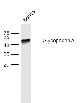 Glycophorin A Rabbit Polyclonal Antibody