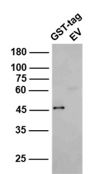 GST tag antibody