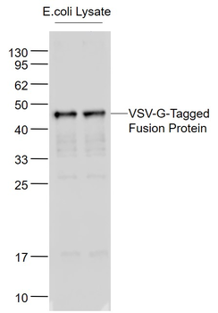 VSV-G tag Rabbit Polyclonal Antibody