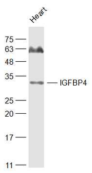 IGFBP4 Rabbit Polyclonal Antibody