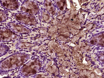 IL-9 Rabbit Polyclonal Antibody