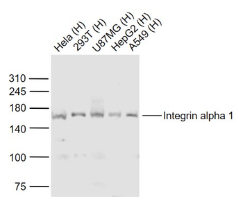 Integrin alpha 1 Rabbit Polyclonal Antibody