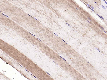 ITGA7 Rabbit Polyclonal Antibody