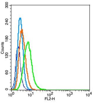 GABR B3 Rabbit Polyclonal Antibody