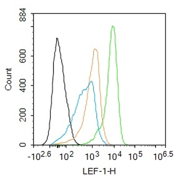 LEF-1 Rabbit Polyclonal Antibody