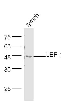 LEF-1 Rabbit Polyclonal Antibody