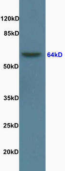 Lamin B1 Rabbit Polyclonal Antibody