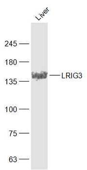 LRIG3 Rabbit Polyclonal Antibody