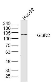 GLUR2 antibody
