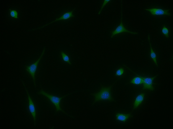 SerpinB2 Rabbit Polyclonal Antibody