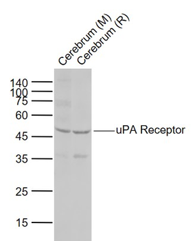 PLAUR Rabbit Polyclonal Antibody