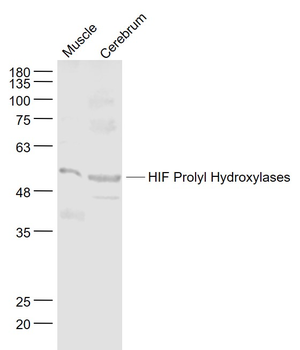 HIF Prolyl Hydroxylases Rabbit Polyclonal Antibody
