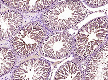 Securin Rabbit Polyclonal Antibody