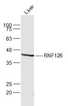 RNF126 Rabbit Polyclonal Antibody