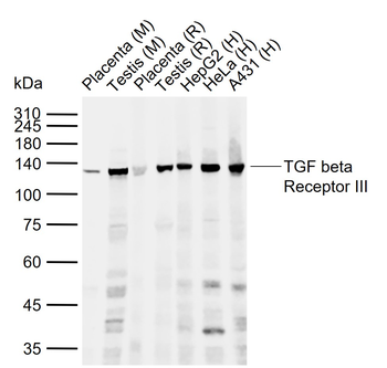 TGF beta Receptor III Rabbit Polyclonal Antibody
