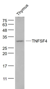 TNFSF4 Rabbit Polyclonal Antibody