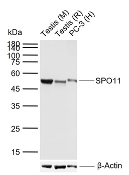 SPO11 antibody