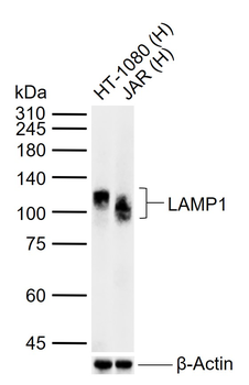 LAMP1 Rabbit Polyclonal Antibody