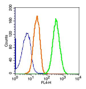 Phospholipase C beta 1 Rabbit Polyclonal Antibody