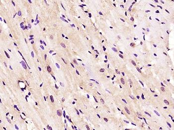 PMF1 Rabbit Polyclonal Antibody