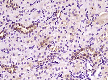 PMF1 Rabbit Polyclonal Antibody