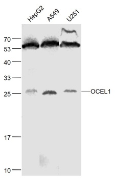 OCEL1 antibody
