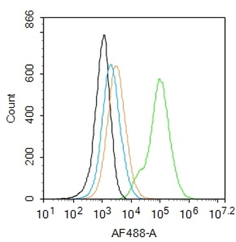 NADPH oxidase 4 Rabbit Polyclonal Antibody