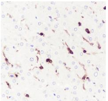 LILRB1 Recombinant Rabbit Monoclonal Antibody