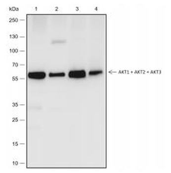 AKT1 / AKT2 / AKT3 Recombinant Rabbit Monoclonal Antibody