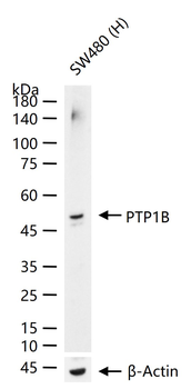 PTP1B Recombinant Rabbit Monoclonal Antibody